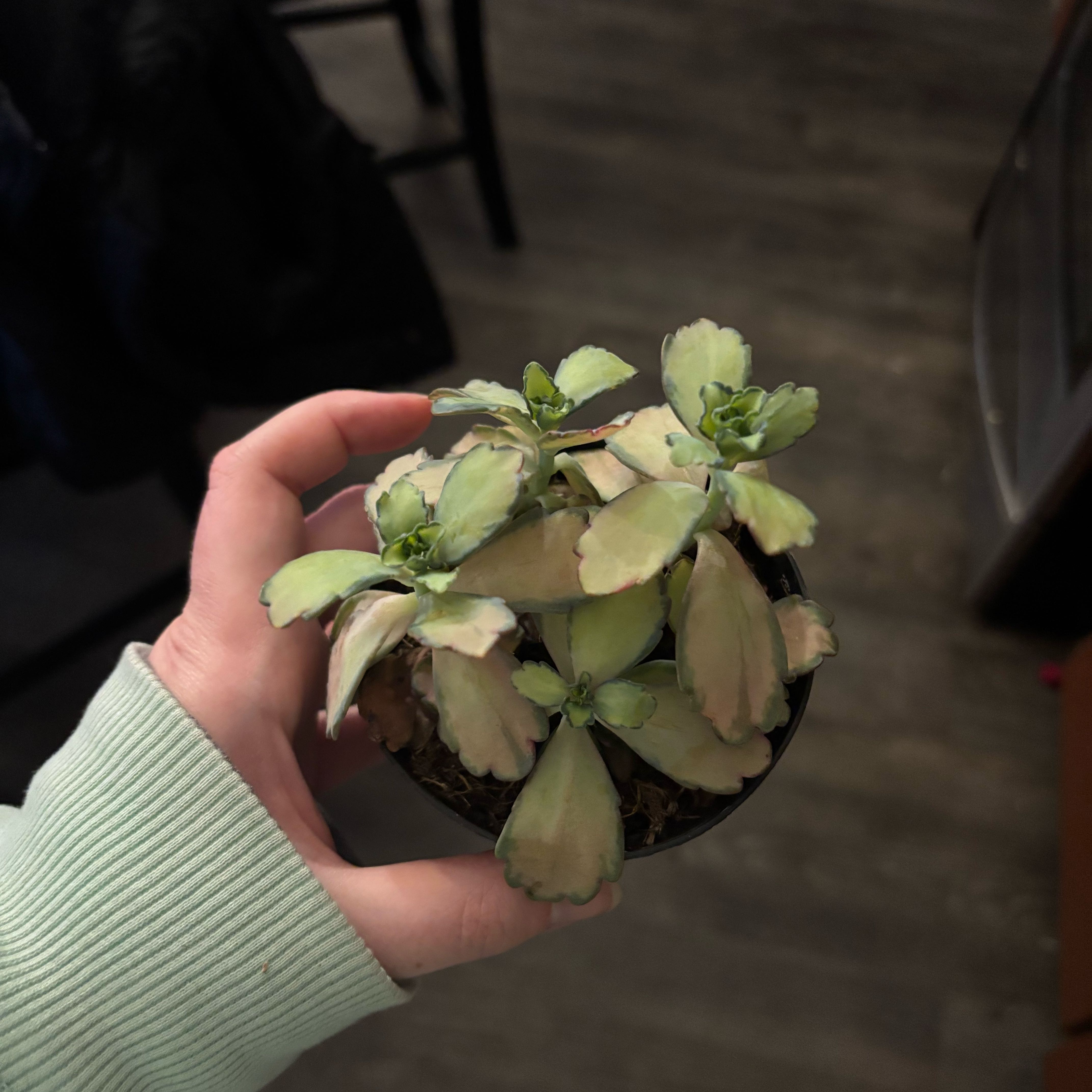 Photo of the plant species Kalanchoe 'Stained Glass' by @FragrantCat26 named Lola on Greg, the plant care app