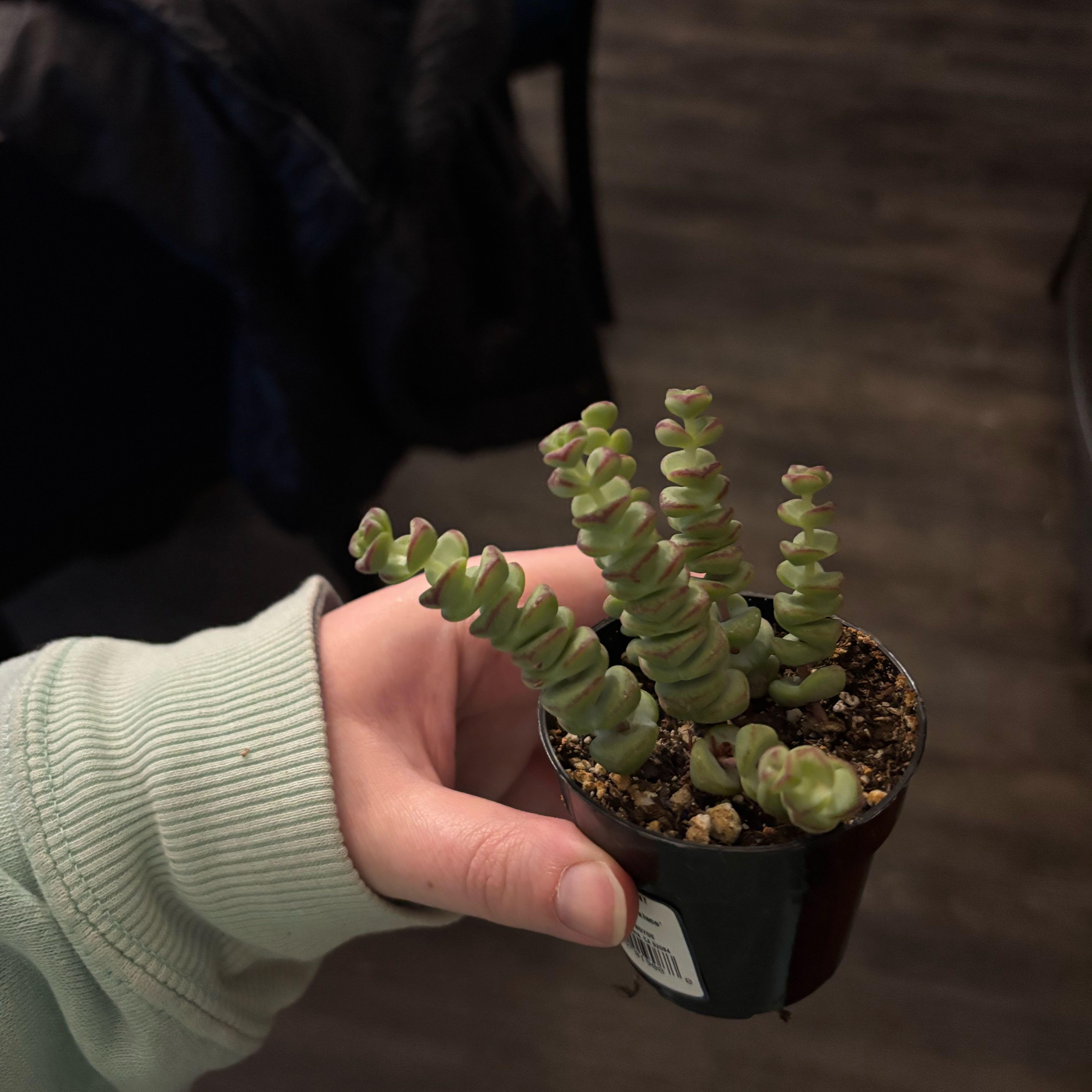 Photo of the plant species Crassula 'Baby Necklace' by @FragrantCat26 named Apollo on Greg, the plant care app
