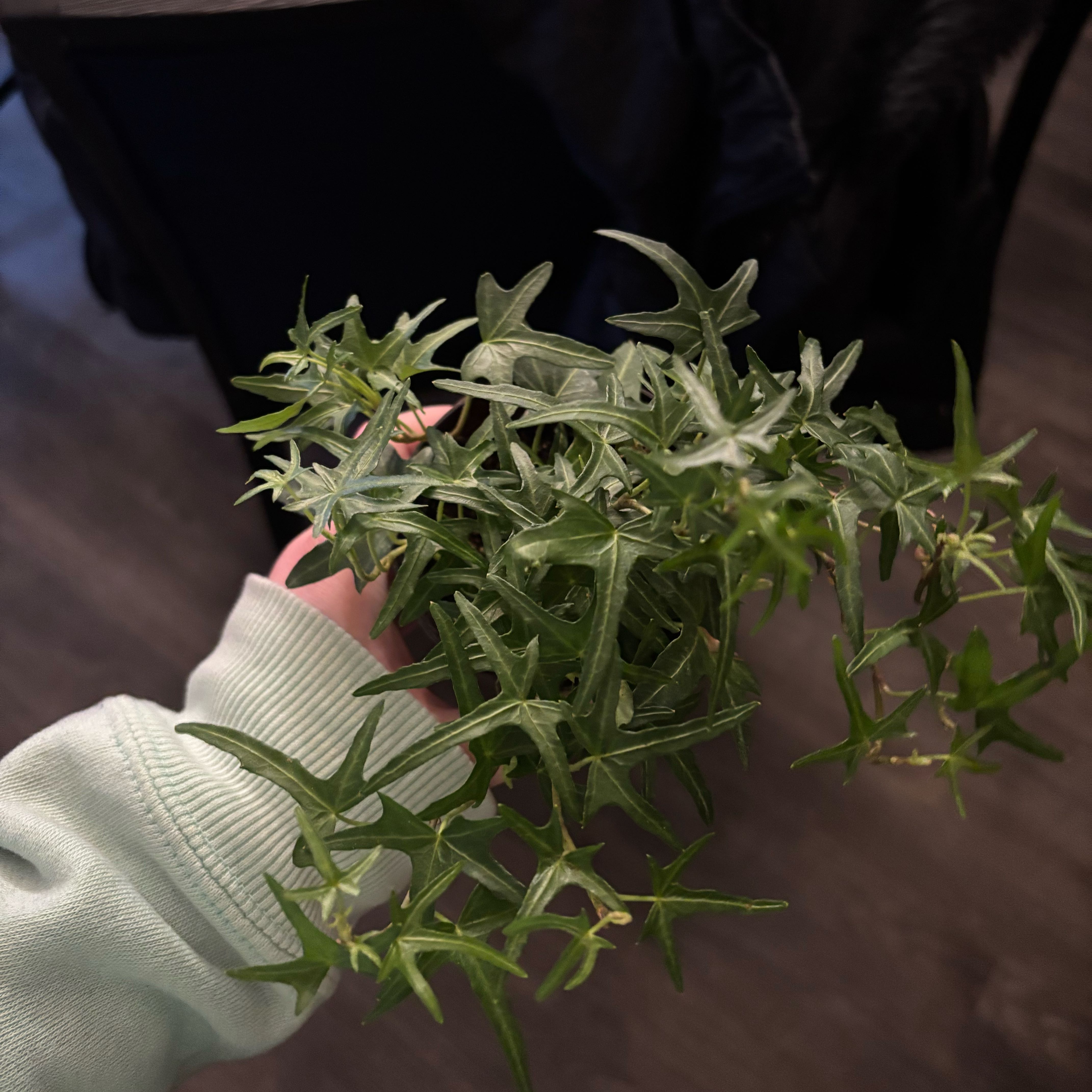 Photo of the plant species Starling Ivy by @FragrantCat26 named Lavender on Greg, the plant care app