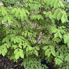 Photo of the plant species Winged Burning Bush by @DrivenZelkova52 named Lebron on Greg, the plant care app
