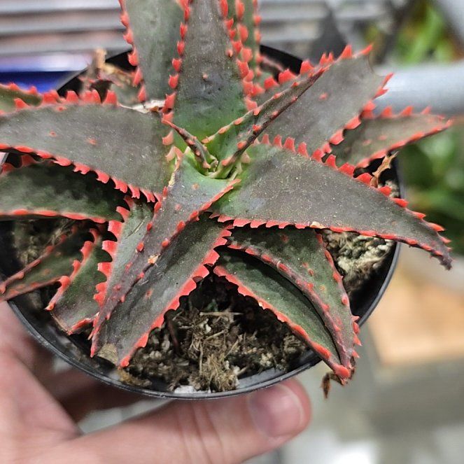 Photo of the plant species Crassula capitella 'Variegata' by @TopRedbush89 named Fernie Saunders on Greg, the plant care app