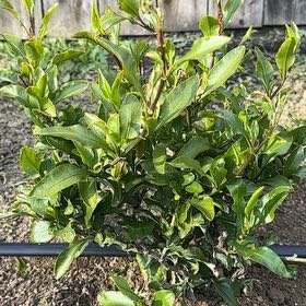 Photo of the plant species Chinese plumbago by @BalancedPeanut named Tolkien on Greg, the plant care app