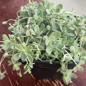 Photo of the plant species Dunce Cap by @IconAsarina12 named Clooney on Greg, the plant care app