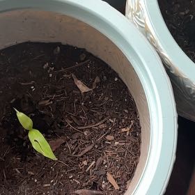 Photo of the plant species Banana Tree by @GreatEasterlily named Michelle Branch on Greg, the plant care app