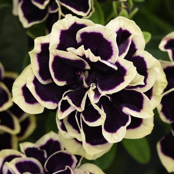 Photo of the plant species Midnight Gold Petunia by @NoblyWaxplant60 named Beckham on Greg, the plant care app