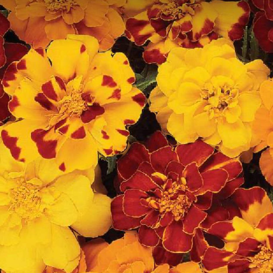 Photo of the plant species Marigold 'Durango Outback Mix' by @NoblyWaxplant60 named Winston on Greg, the plant care app