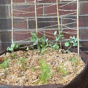 Photo of the plant species Speckled Snow Pea by @RadDamsii88 named Beyonce on Greg, the plant care app