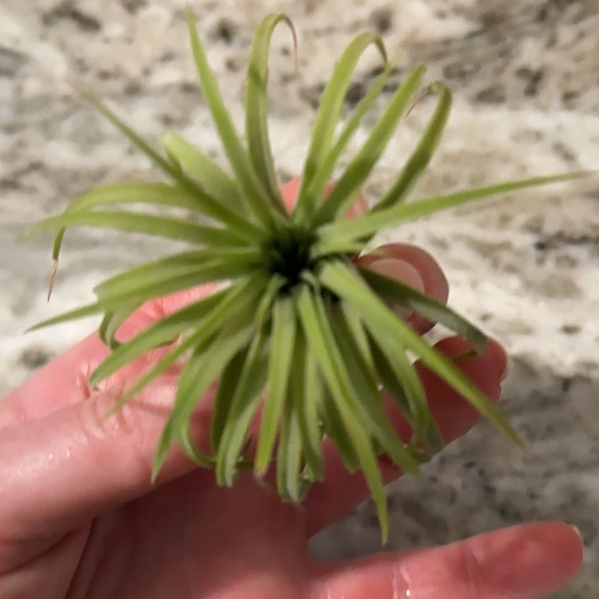 Photo of the plant species Rubra Air Plant by @VeteranWaxvine4 named Girlfrond on Greg, the plant care app