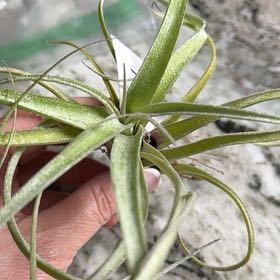 Photo of the plant species Tillandsia Sidewinder by @VeteranWaxvine4 named Sigmund on Greg, the plant care app