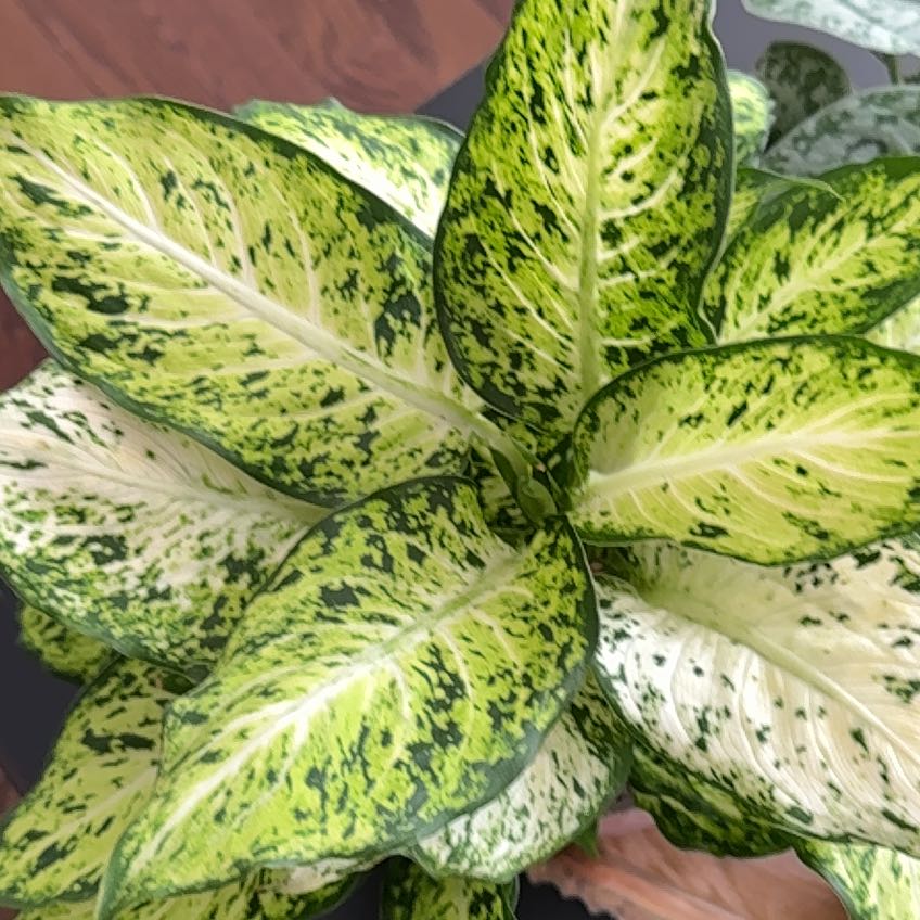Photo of the plant species Dumb Cane Amy by @VeteranWaxvine4 named Mochi on Greg, the plant care app