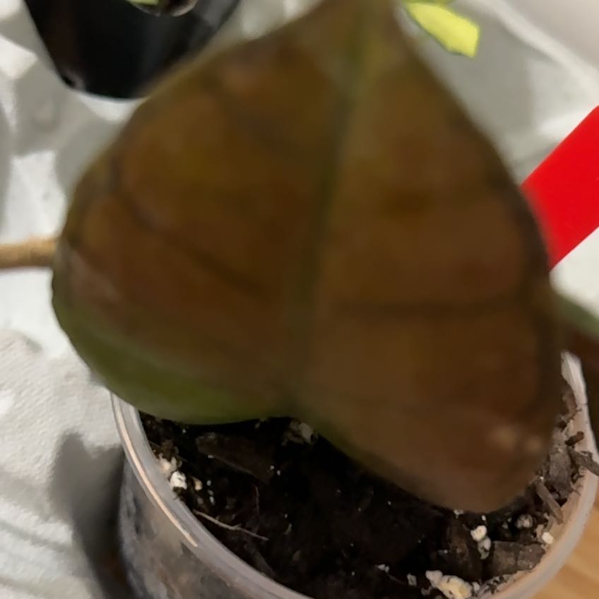 Photo of the plant species Hoya Gangung Gading by @VeteranWaxvine4 named Diana on Greg, the plant care app