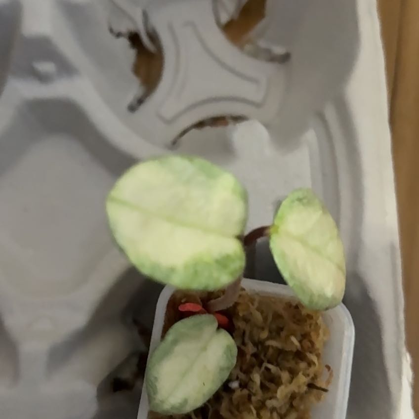 Photo of the plant species Hoya Argentea Princess by @VeteranWaxvine4 named Denali on Greg, the plant care app