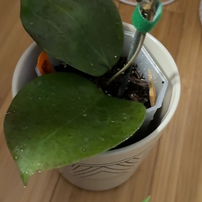 Photo of the plant species Hoya AH 'Black Magic' by @VeteranWaxvine4 named Nemo on Greg, the plant care app