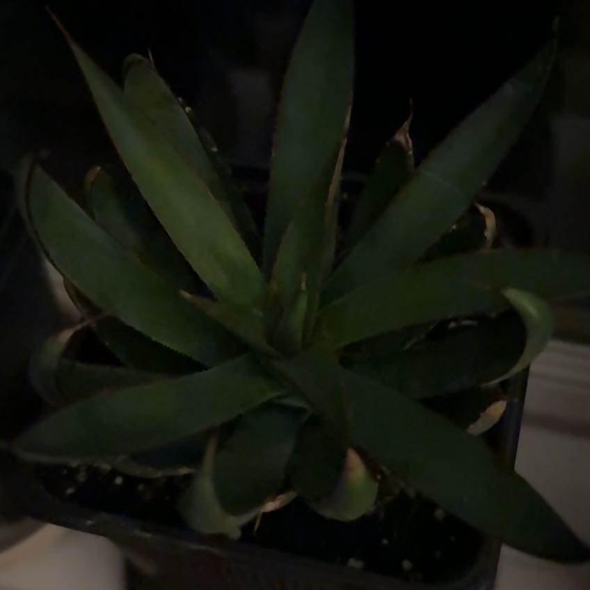 Photo of the plant species Praying Hands Mangave by @VeteranWaxvine4 named Foxxy on Greg, the plant care app