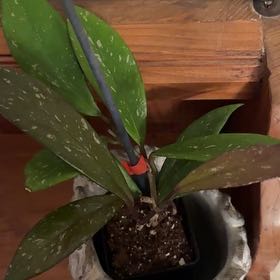 Photo of the plant species Hoya publicalyx 'Royal Hawaiian Purple' by @VeteranWaxvine4 named Beyonce on Greg, the plant care app