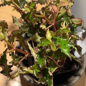 Photo of the plant species Begonia amphioxus by @VeteranWaxvine4 named Stella on Greg, the plant care app
