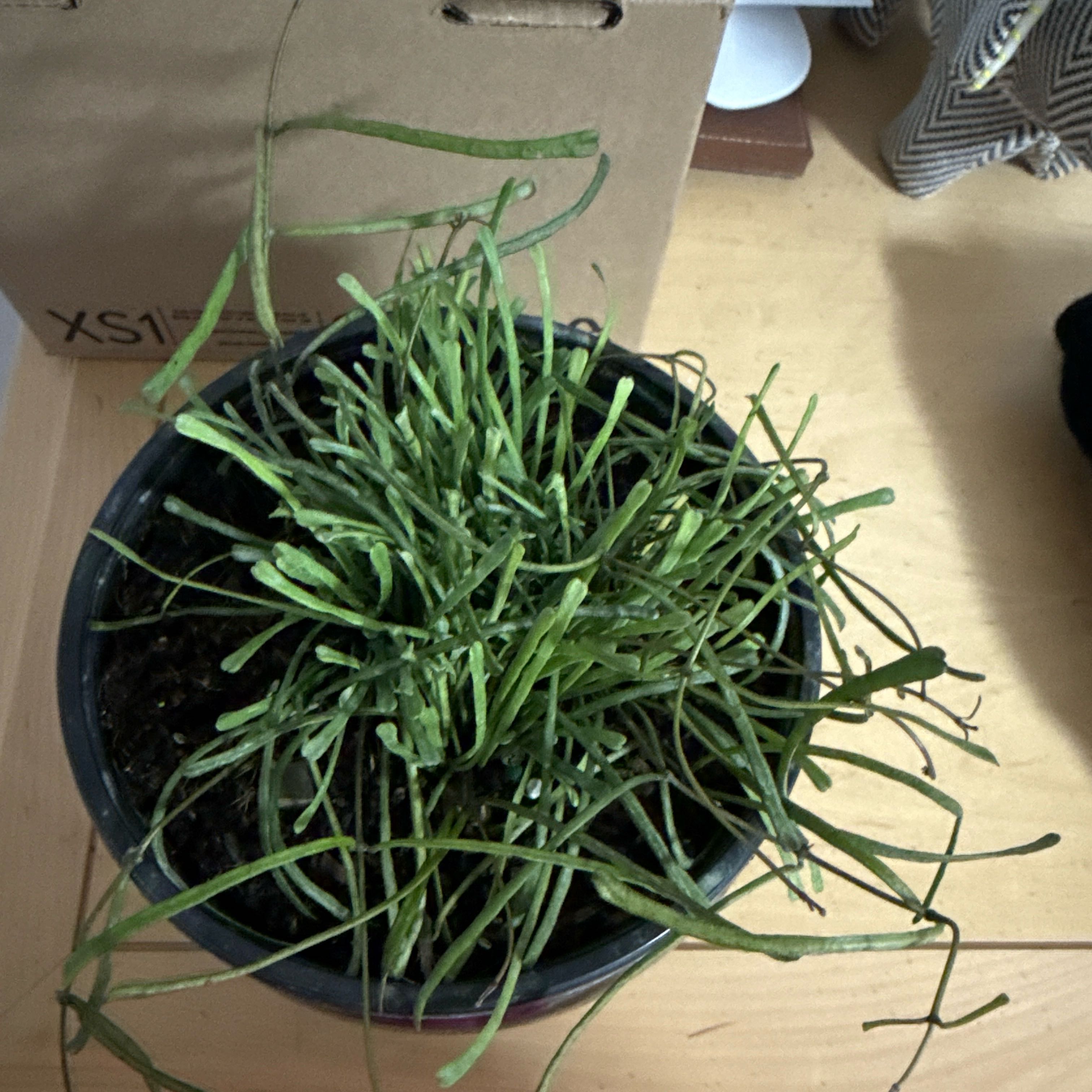 Photo of the plant species Grass-leaved Hoya by @VeteranWaxvine4 named Zion on Greg, the plant care app