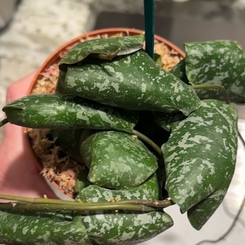 Photo of the plant species Hoya imbricata by @VeteranWaxvine4 named Demi on Greg, the plant care app