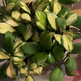 Photo of the plant species Hoya heuschkeliana variegata by @VeteranWaxvine4 named Nithin on Greg, the plant care app