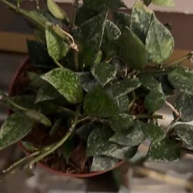 Photo of the plant species Hoya khroniana Silver Splash by @VeteranWaxvine4 named Beyonce on Greg, the plant care app