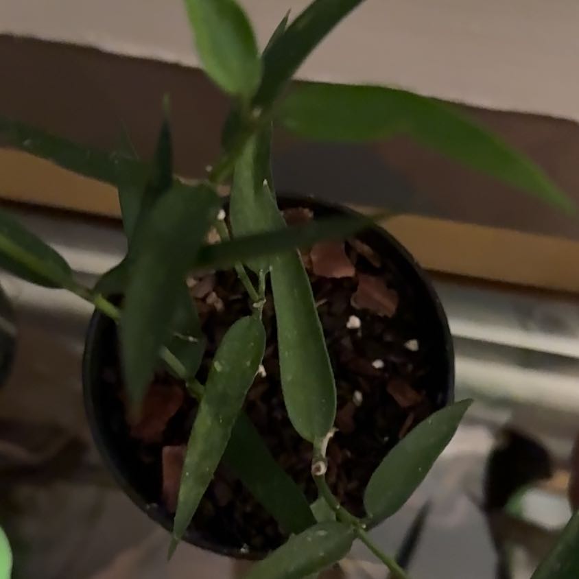 Photo of the plant species Hoya Burma by @VeteranWaxvine4 named Austen on Greg, the plant care app