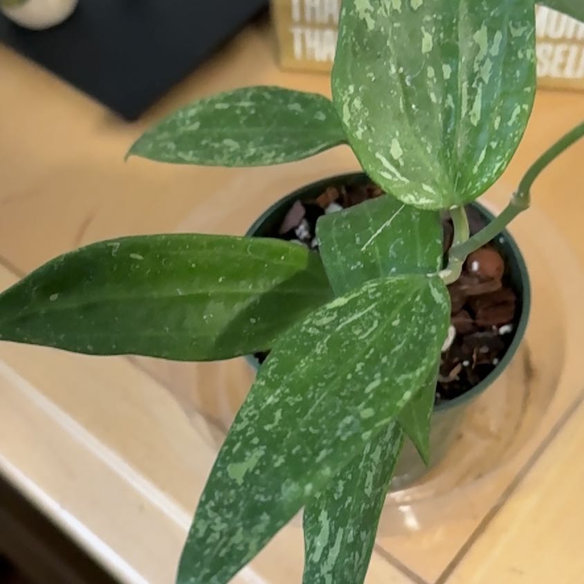Photo of the plant species Hoya Rangsan by @VeteranWaxvine4 named Xena on Greg, the plant care app