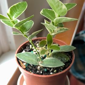 Photo of the plant species Variegated Hoya cumingiana by @VeteranWaxvine4 named ChloroPhil on Greg, the plant care app