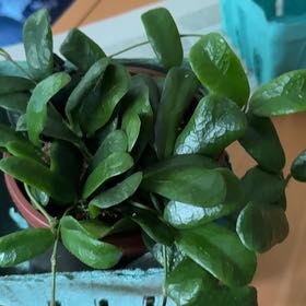 Photo of the plant species Hoya rotundiflora by @VeteranWaxvine4 named Shakira on Greg, the plant care app