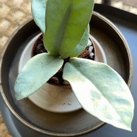 Photo of the plant species Hoya nova by @VeteranWaxvine4 named Madonna on Greg, the plant care app