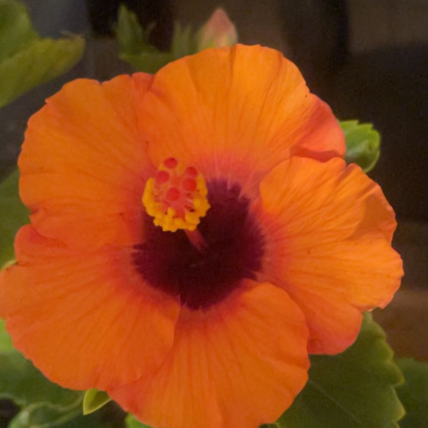 Photo of the plant species Hollywood Hibiscus 'Hot Shot' by @BigLentil94 named Girlfrond on Greg, the plant care app