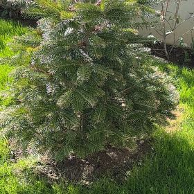 Photo of the plant species Caucasian Fir by @PrudentLithops named Baesil on Greg, the plant care app