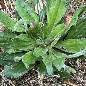 Photo of the plant species Hare-Foot Plantain by @UnrefutedZinnia named Tree Diddy on Greg, the plant care app