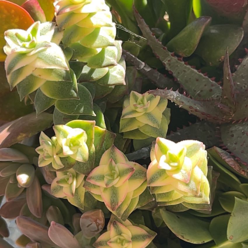 Crassula rupestris plant with healthy, fleshy leaves, well-framed and in focus.