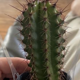 Photo of the plant species Assorted Lemaireocereus by @MeritableKanono named Orwell on Greg, the plant care app