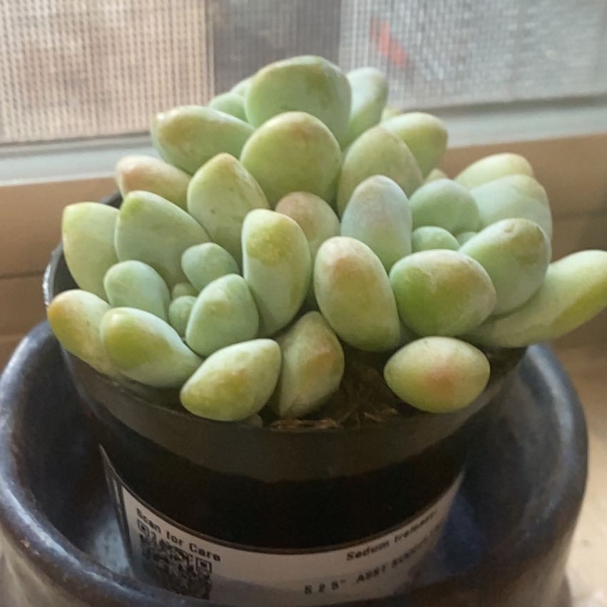 Photo of the plant species Sedum treleasei by @AppropriateAtom named Marley on Greg, the plant care app