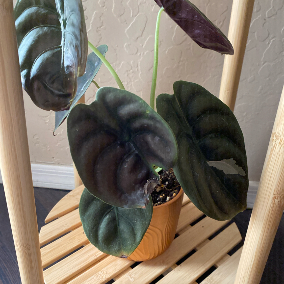 Photo of the plant species Alocasia Red Cuprea by @AppropriateAtom named Wall-E on Greg, the plant care app