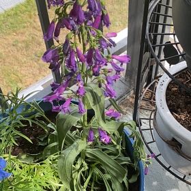 Photo of the plant species Rocky Mountain Penstemon by @WhizMango52 named Rocky Mountain Penstemon on Greg, the plant care app