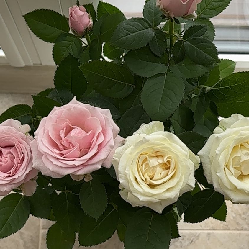 Photo of the plant species Hybrid Tea Rose by @LavishAgboy named Rožytė on Greg, the plant care app