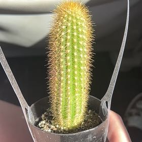 Photo of the plant species Vatricania guentheri by @NovelRibbonfern named Jensen Cackles on Greg, the plant care app