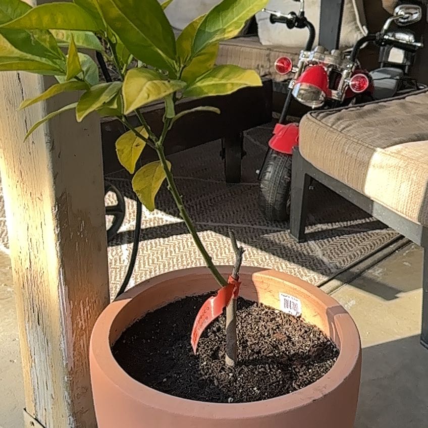 Photo of the plant species Bream Tarocco Blood Orange by @mama_malc named Bream Blood on Greg, the plant care app