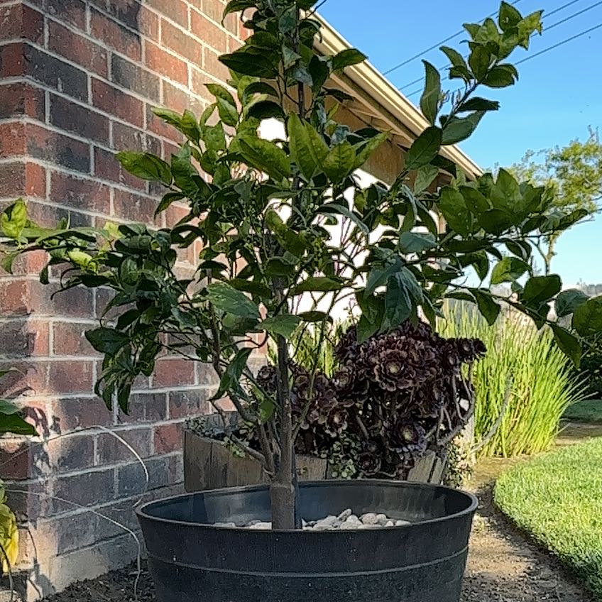Photo of the plant species Owari Satsuma Mandarin Tree by @mama_malc named Ojai Pixie on Greg, the plant care app