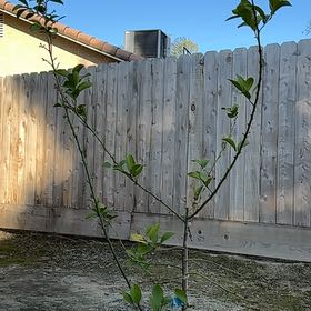 Photo of the plant species Dwarf Lisbon Lemon Tree by @mama_malc named Lisbon on Greg, the plant care app