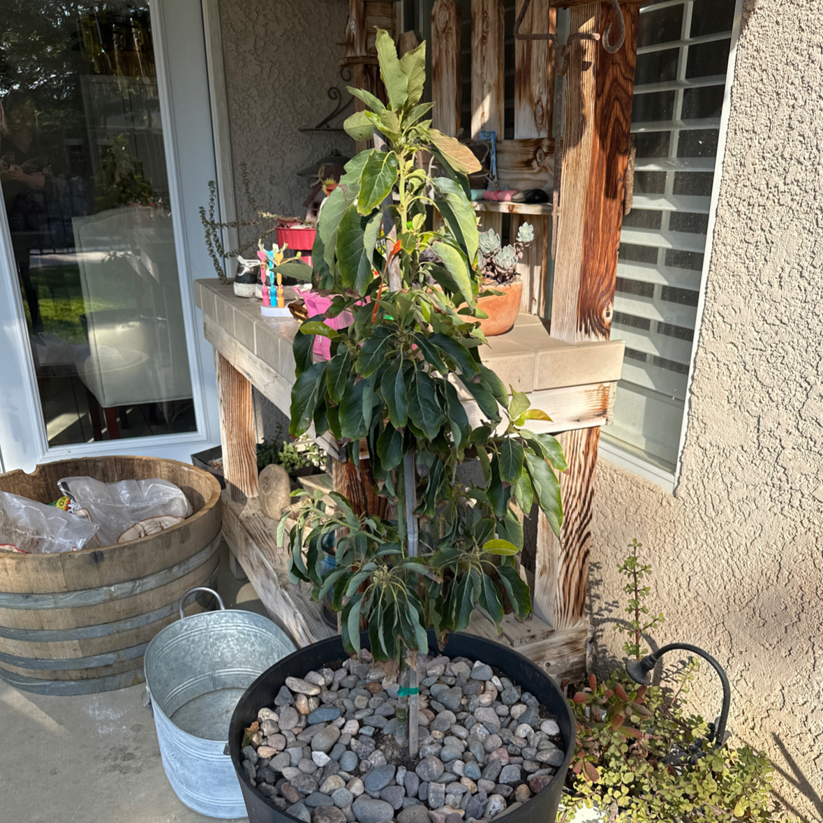 Photo of the plant species Wurtz Avocado by @mama_malc named Woodwurtz on Greg, the plant care app
