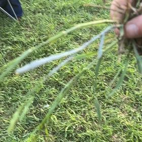 Photo of the plant species Switchcane by @VipBroccoli9 named Stella on Greg, the plant care app