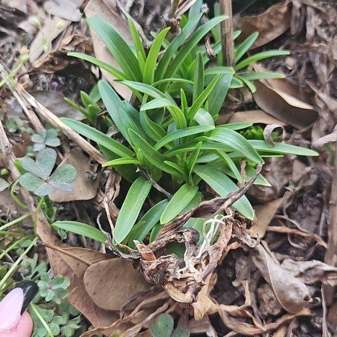 Photo of the plant species Pink Rock Orchid by @ZestyLithops77 named Harmony on Greg, the plant care app