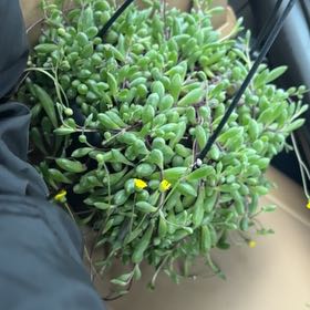 Photo of the plant species Curio herreanus 'Purple Flush' by @NurseVelvetweed named Apollo on Greg, the plant care app