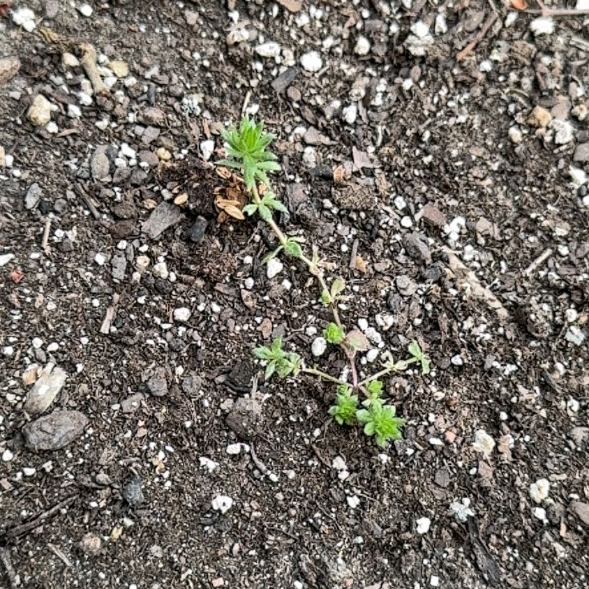 Photo of the plant species Prickly Russian Thistle by @RadTwister12 named Lola on Greg, the plant care app