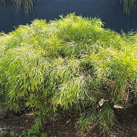 Photo of the plant species bower wattle by @NotableLoquat named Doja Cat on Greg, the plant care app