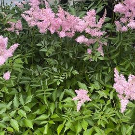 Photo of the plant species Queen of the Prairie by @VastScarletrata named Miley on Greg, the plant care app