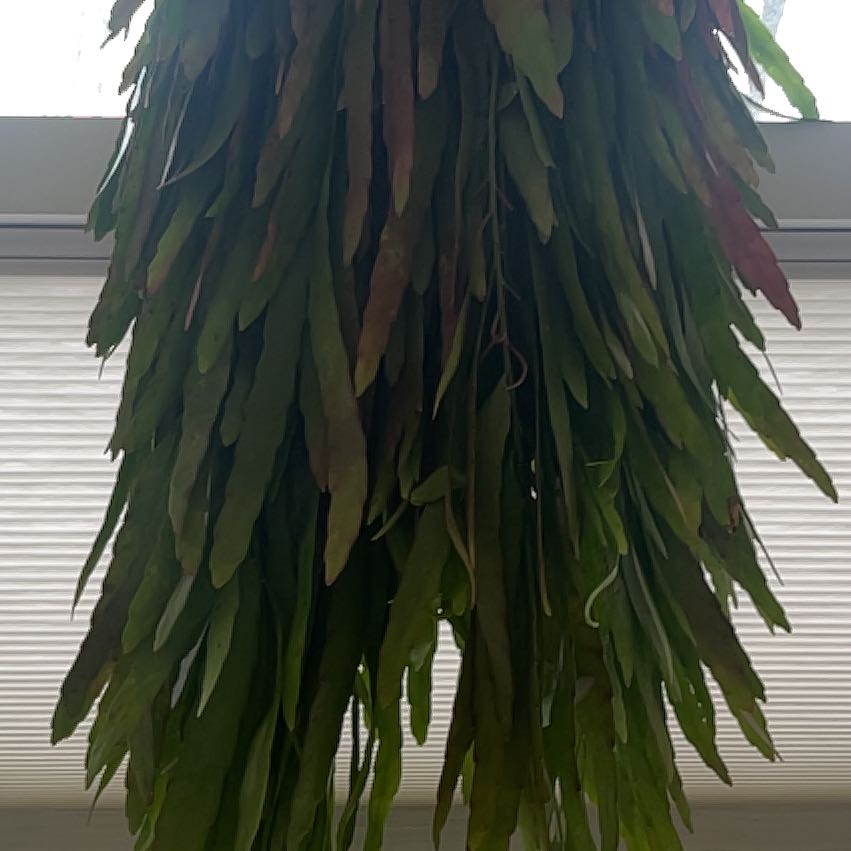 Photo of the plant species Rhipsalis Red Coral by @SunnyAgarito87 named Shakira on Greg, the plant care app